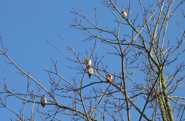 Waxwings in tree