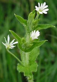 Water chickweed