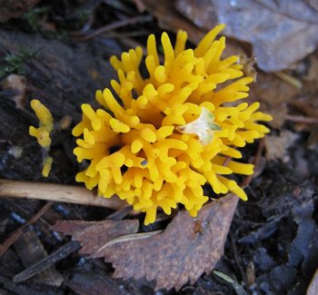 Yellow coral fungus Calocera viscosa