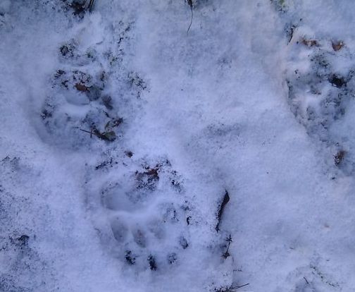 badger tracks in snow