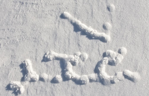 mole tracks in snow