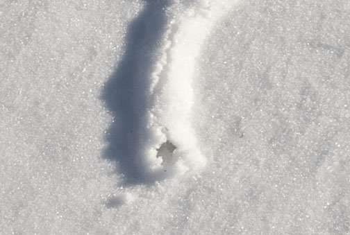 mole tracks in snow