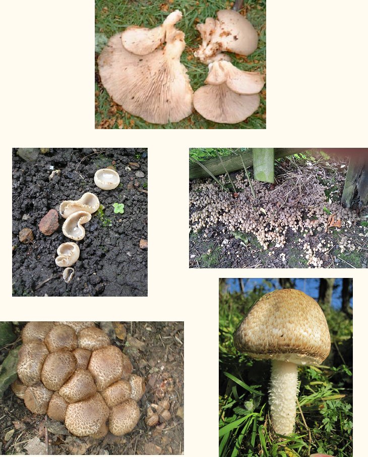 pictures of fungi
