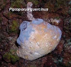 Oak polypore Piptoporous quercinus