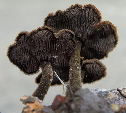 Earpick fungus Auriscalpium vulgare