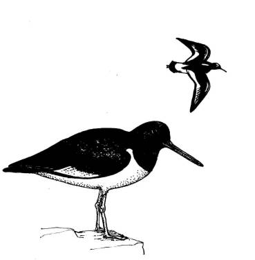 drawing of oystercatcher