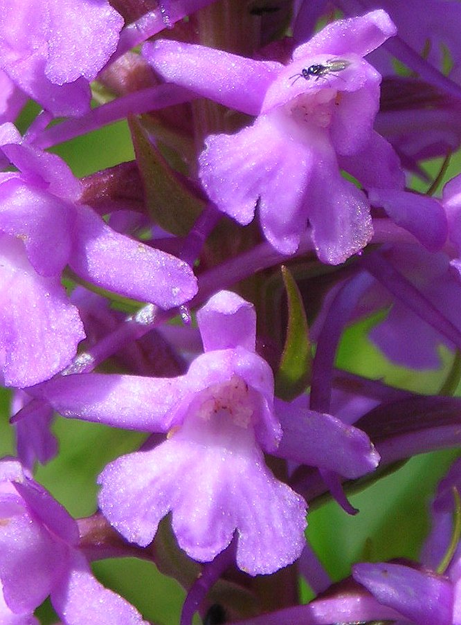 detail of fragrant orchid Gymnadenia conopsea subsp. densiflora flower