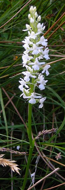 white fragrant orchid Gymnadenia conopsea subsp. densiflora