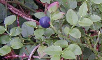 Bilberry Vaccinium myrtillus