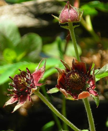 Potentilla palustris flowers