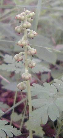 Common Wintergreen Pyrola minor