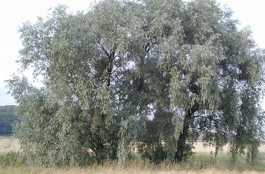 White Willow Tree