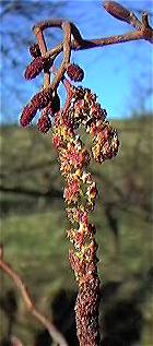 Alder catkins
