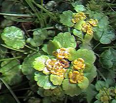 Alternate Golden Saxifrage