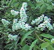 Bird Cherry