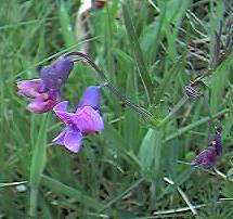 Vetch, bitter