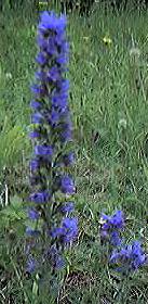 Viper's Bugloss