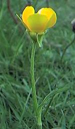 Bulbous Buttercup