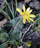 Celandine