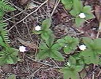 Chickweed Wintergreen