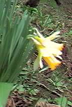 Wild Daffodil