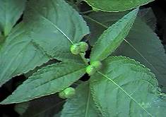 Dog's mercury fruit