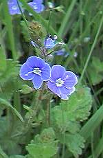 Germander Speedwell