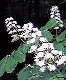 Horse chestnut flowers