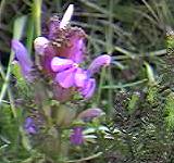 lousewort
