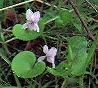 Marsh Violet