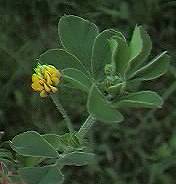 Black Medick