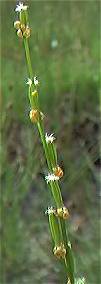 marsh arrowgrass