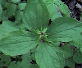 Herb Paris