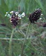 Plantain, ribwort