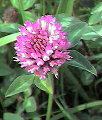 Red Clover