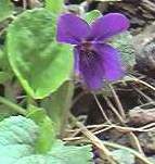 Sweet violet