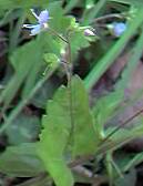 Wood Speedwell