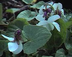 white violet